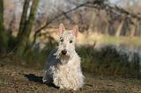 SCOTTISH TERRIER 014